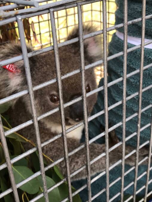 Friends of the Koala rescued a distressed animal from a backyard pool in  Byron Bay | Lismore City News | Lismore, New South Wales
