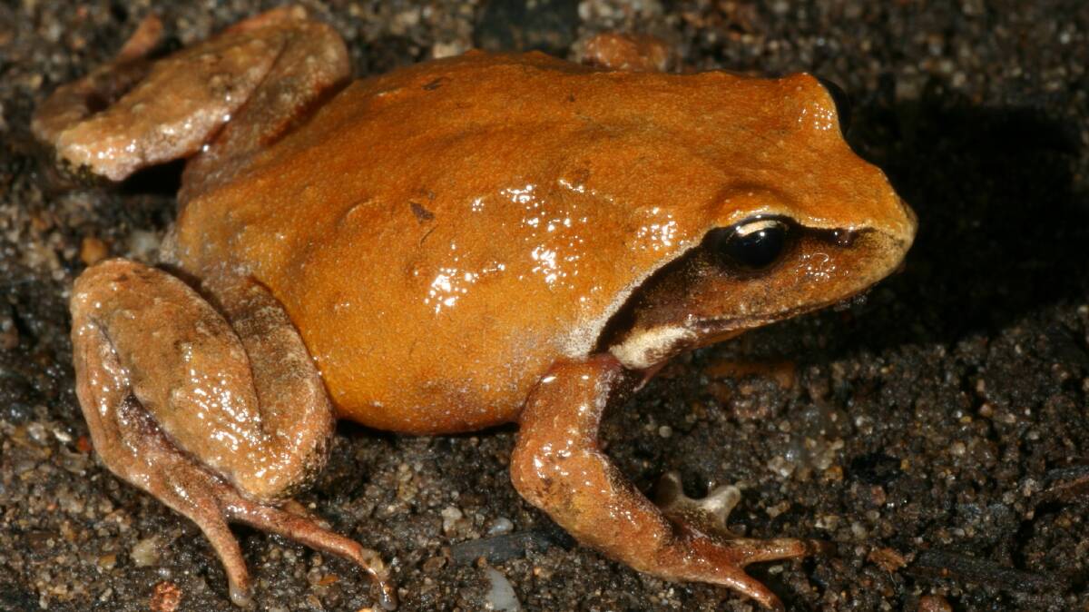 The new species of mountain frog, Philoria knowlesi