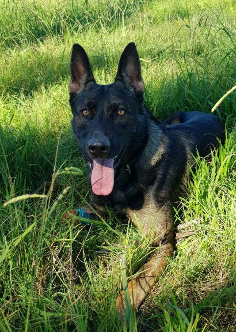 A police dog has help in the arrest of a man wanted over alleged domestic violence offences in Casino. File picture by Richmond Police District