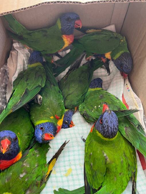 Hundreds os birds a day are being impacted by Lorikeet Paralysis Syndrome. Picture by WIRES