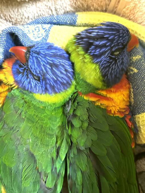 Lorikeets impacted by Lorikeet Paralysis Syndrome. Picture by WIRES