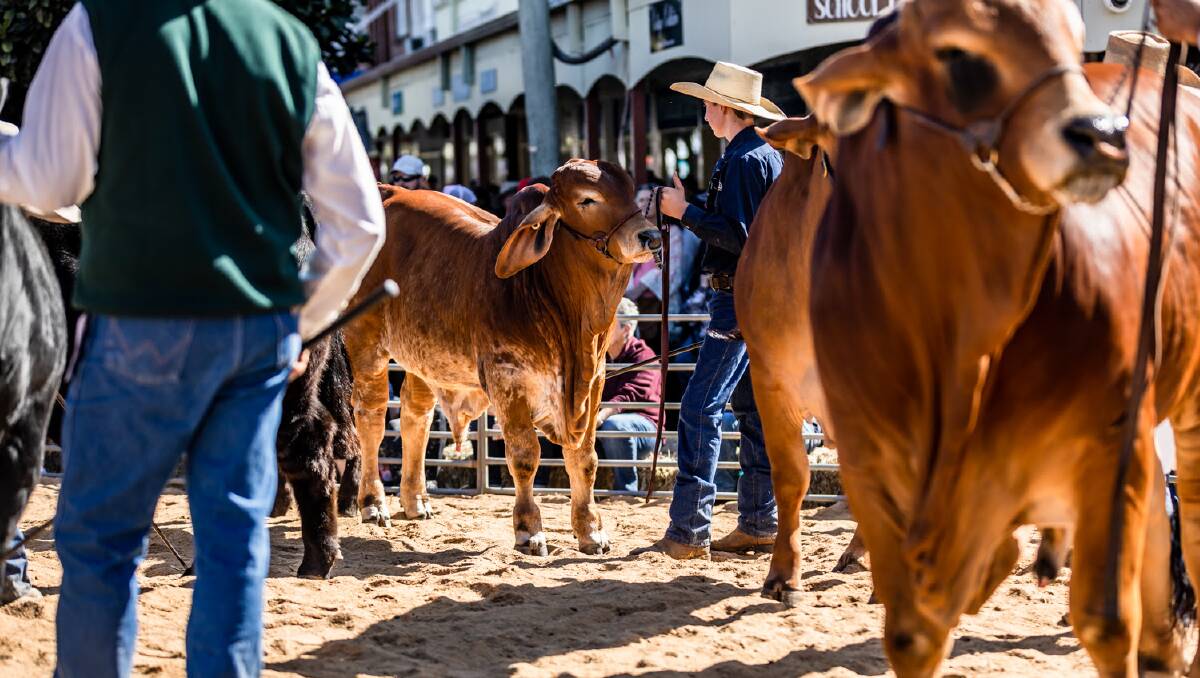 Casino Beef Week is on May 18 to 26. Pictures supplied
