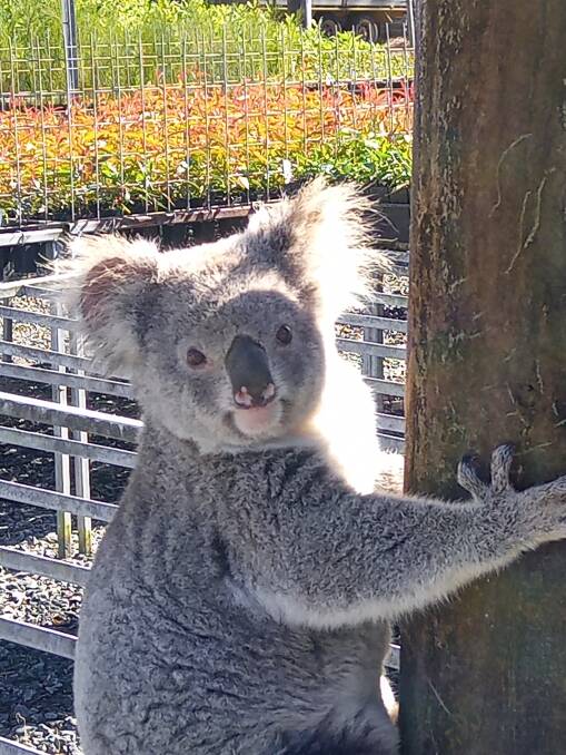 'What are you looking at?", Claude the koala has developed a taste for the seedlings at Eastern Forest Nursery in South Gundurimba. Picture WWF-Australia 