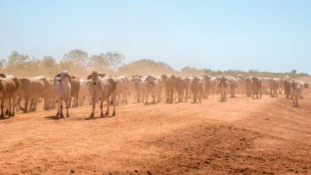 Australia's newest weapon against biothreats to the country's agriculture industry, such as the recent Foot and Mouth disease (FMD) outbreak in Indonesia, will be based in the Northern Territory.