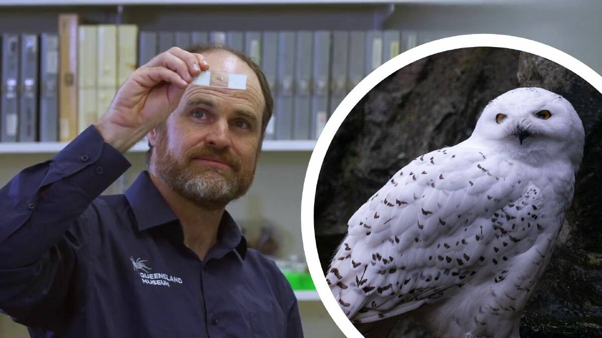 New species of mite named Hedwig after found on 'potter' beetle