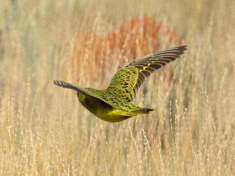 Aboriginal rangers are learning about the endangered night parrot in a bid to better protect it. (PR HANDOUT IMAGE PHOTO)